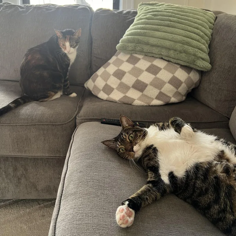 Danish Bonded Croissant thumbnail 2