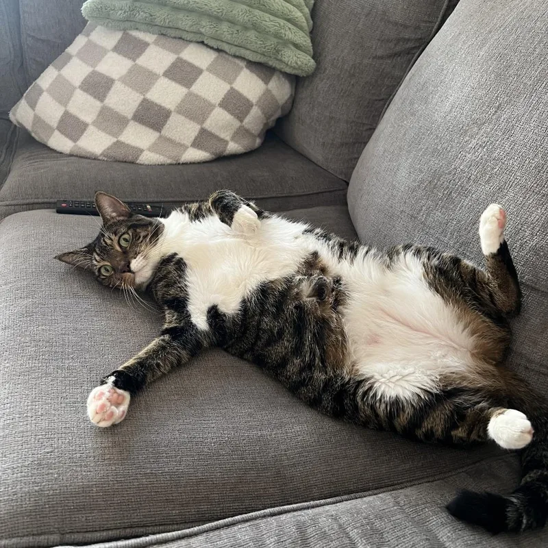 Danish Bonded Croissant thumbnail 3