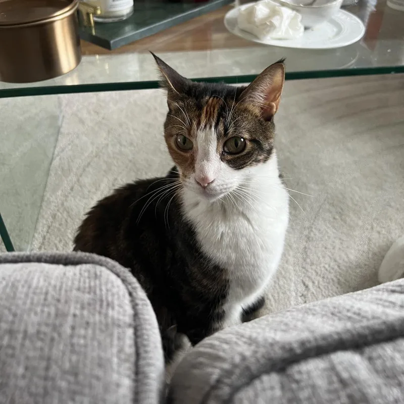 Danish Bonded Croissant thumbnail 4