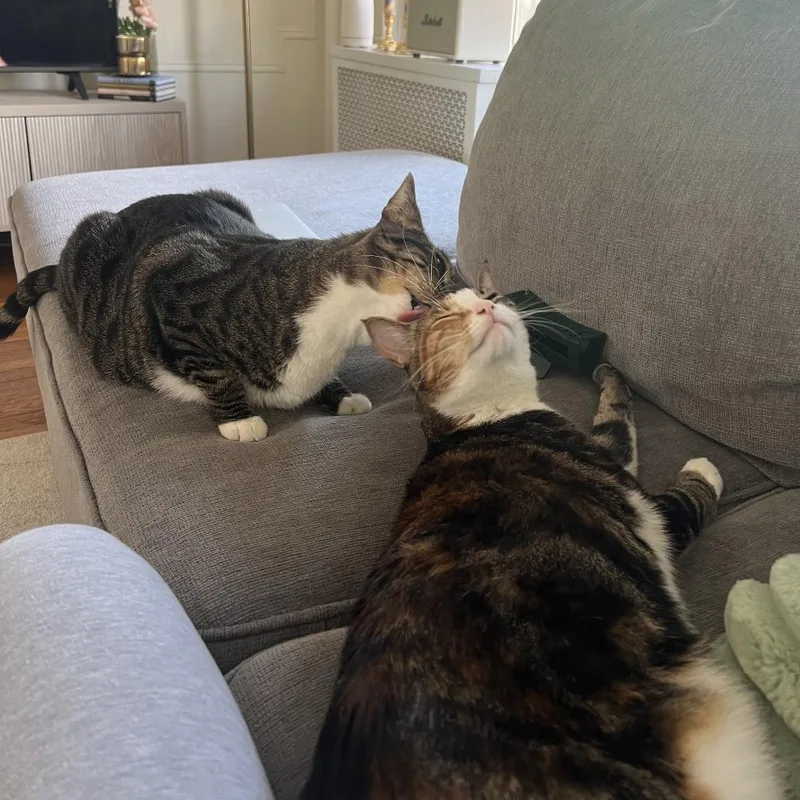 Danish Bonded Croissant thumbnail 6