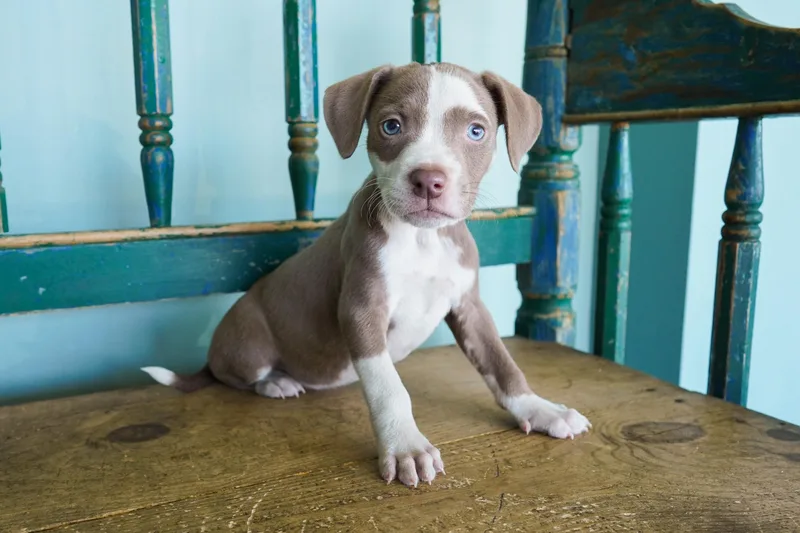 A young medium-sized female Bicolor Pit Bull Terrier dog named Gilmore for adoption in San Antonio, TX