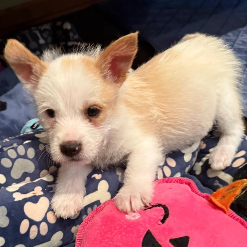 A baby small-sized male White / Cream Mixed Breed dog named Dingleberry for adoption in Buffalo, MN