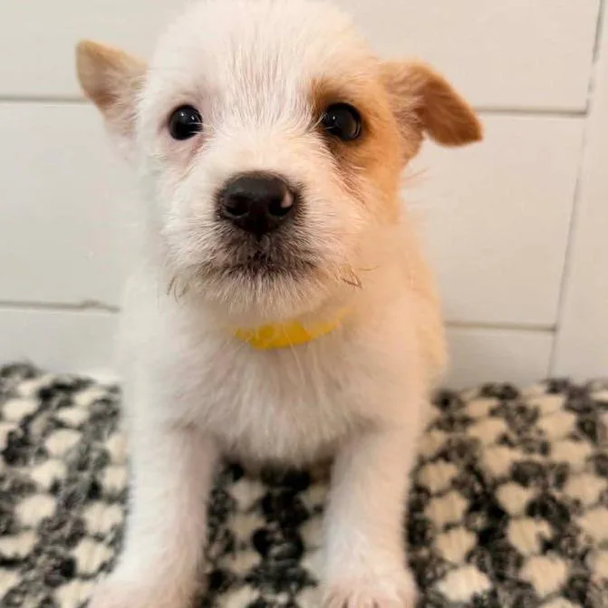 Dingleberry thumbnail 2