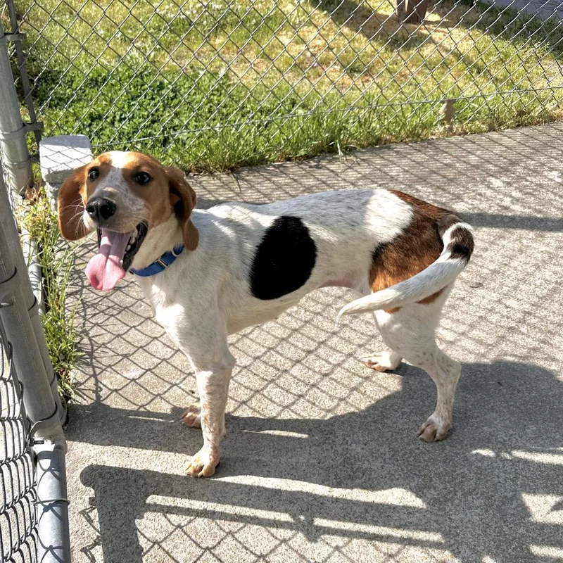 An adult medium-sized female White / Cream Hound dog named Nessie for adoption in Chesapeake, VA