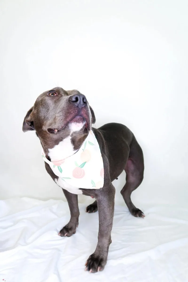 Sterling thumbnail 2