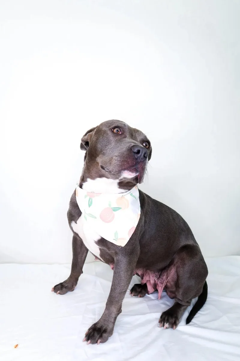 Sterling thumbnail 3