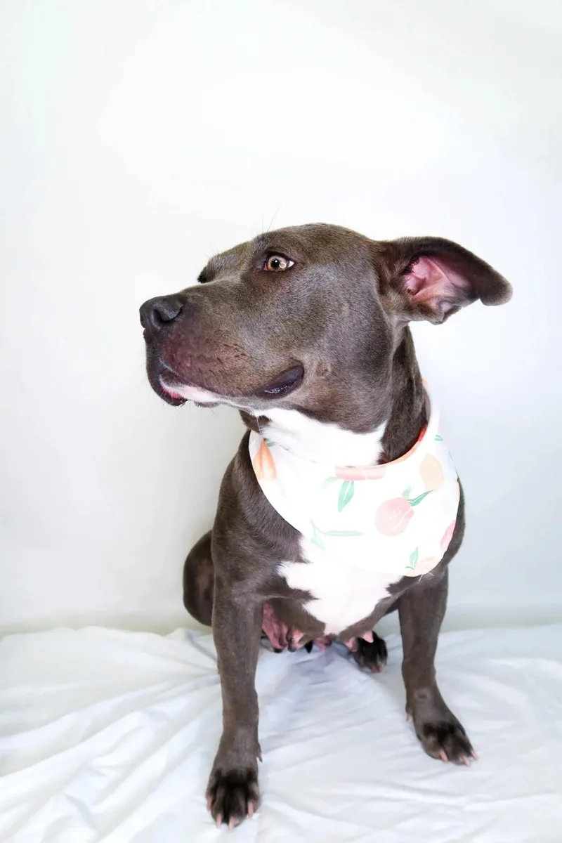 Sterling thumbnail 4