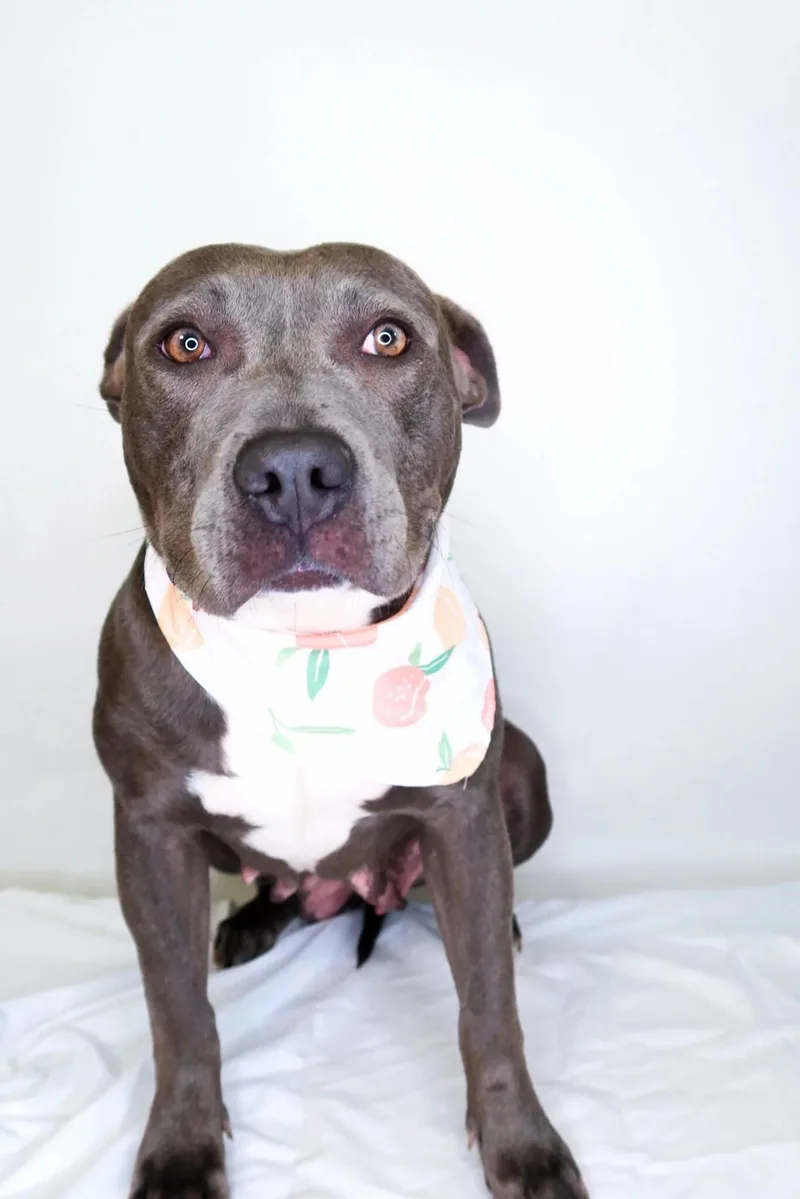 Sterling thumbnail 5