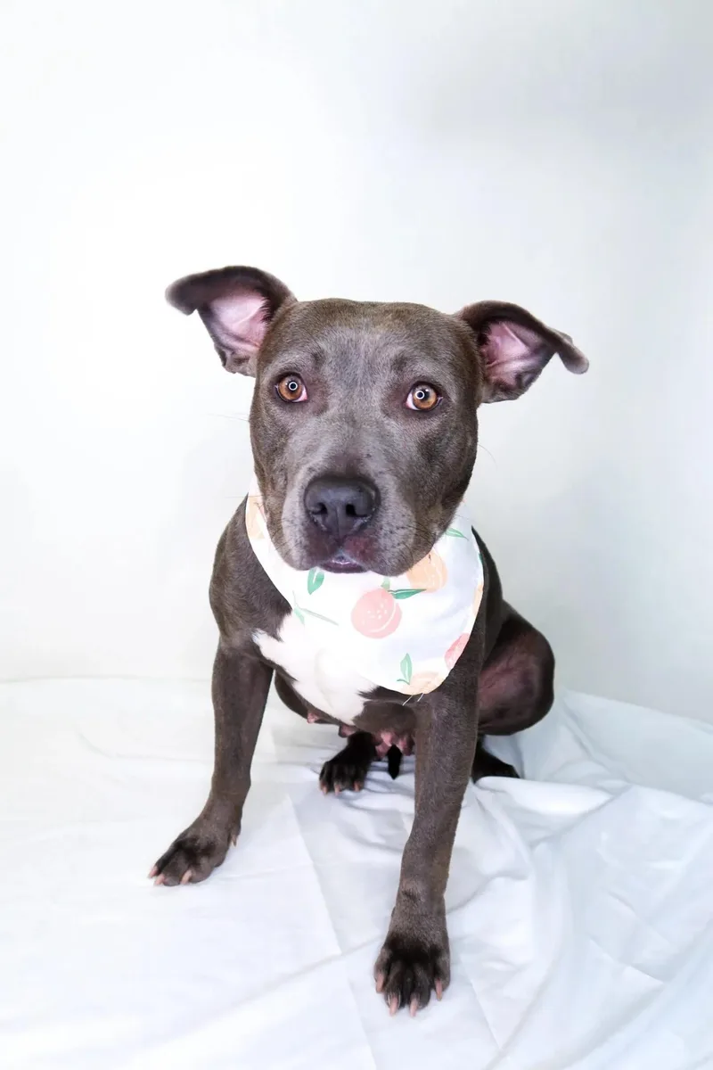 An adult medium-sized female Gray / Blue / Silver Pit Bull Terrier dog named Sterling for adoption in Bixby, OK