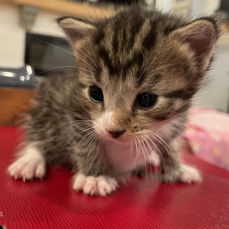 Leif Spring Tl thumbnail 2