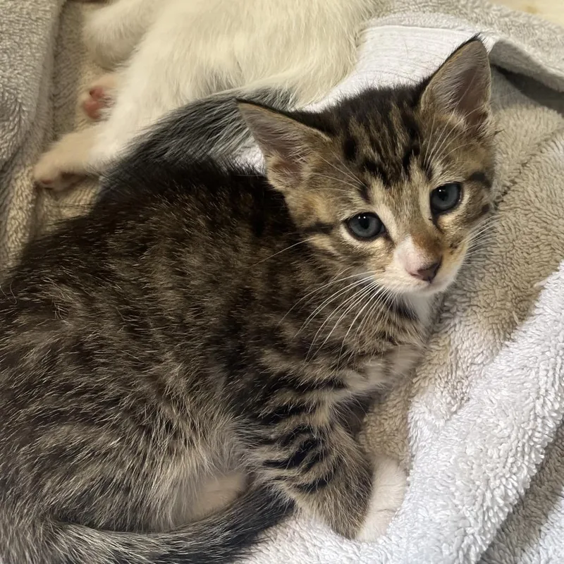 Leif Spring Tl thumbnail 3