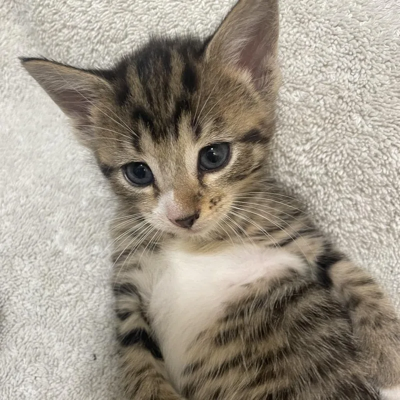 Leif Spring Tl thumbnail 4