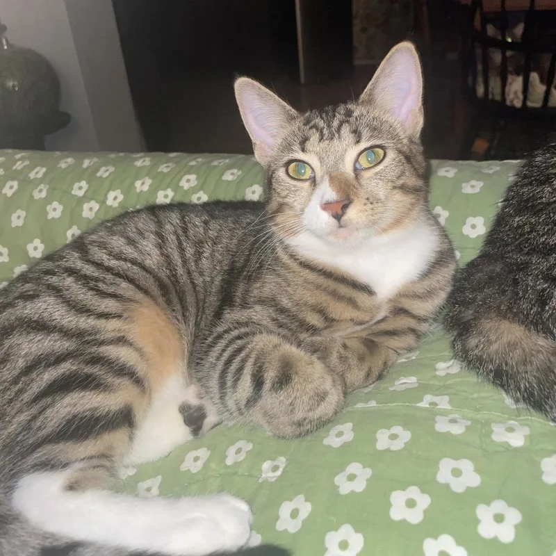 Leif Spring Tl thumbnail 5