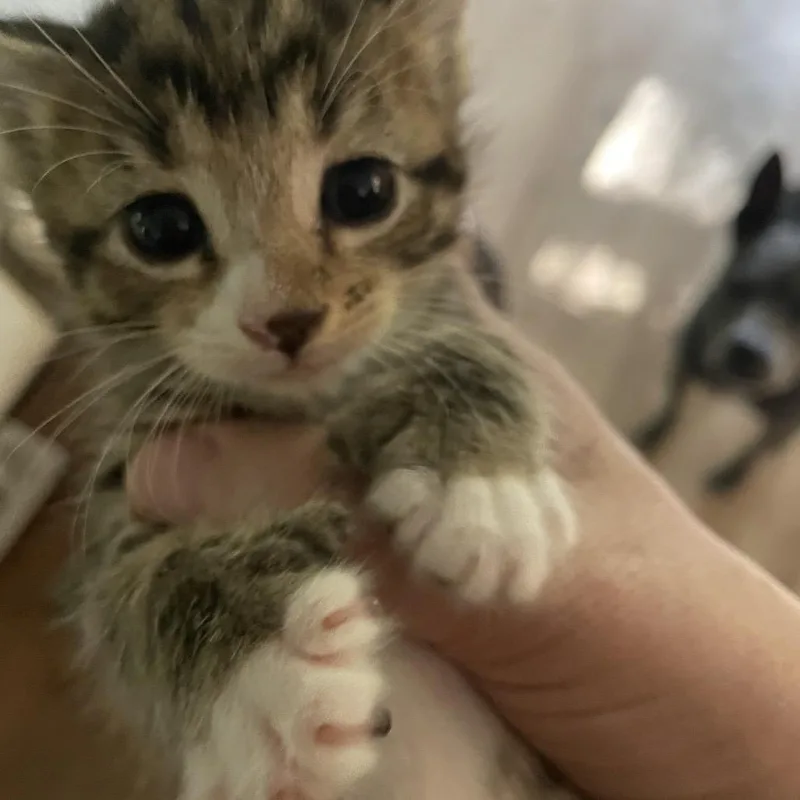 Leif Spring Tl thumbnail 6