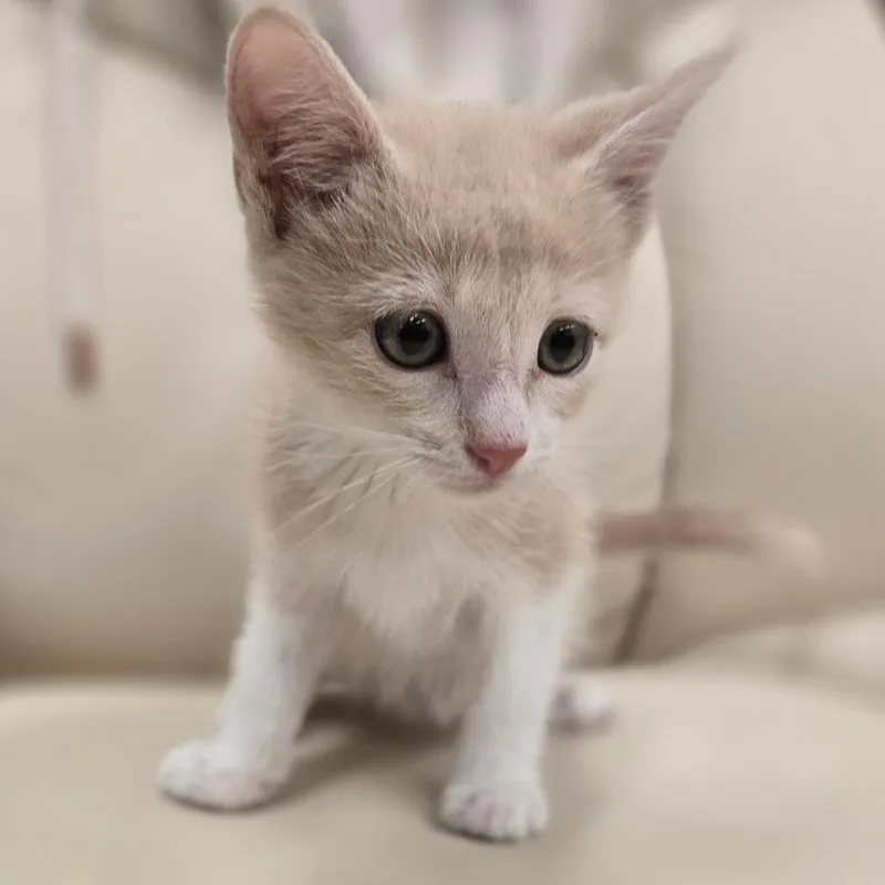 A baby small-sized female Orange / Red Domestic Short Hair cat named Acura for adoption in Wickenburg, AZ