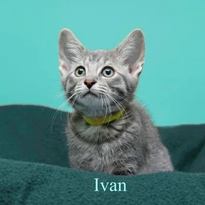 Ivan