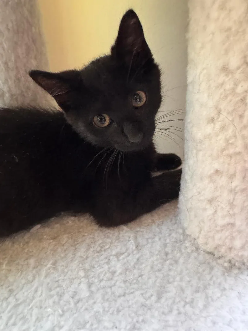 A baby medium-sized male Black Domestic Short Hair cat named Lightning McQueen for adoption in Mokena, IL