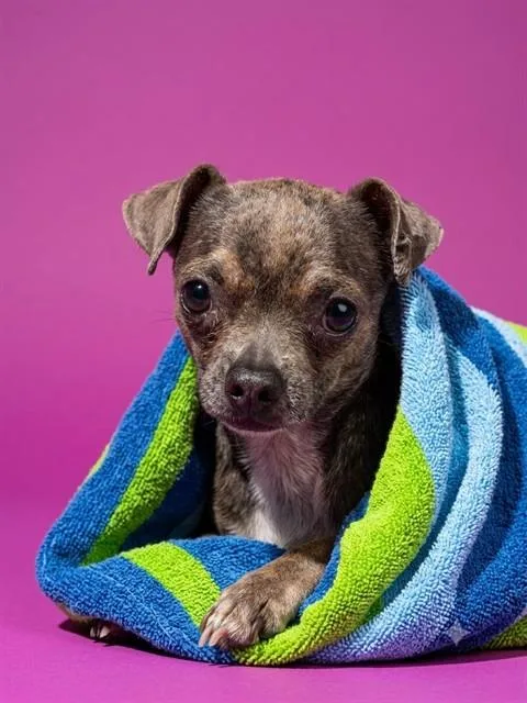 An adult small-sized male Mixed Breed dog named Pretty Boy for adoption in Jacksonville, FL
