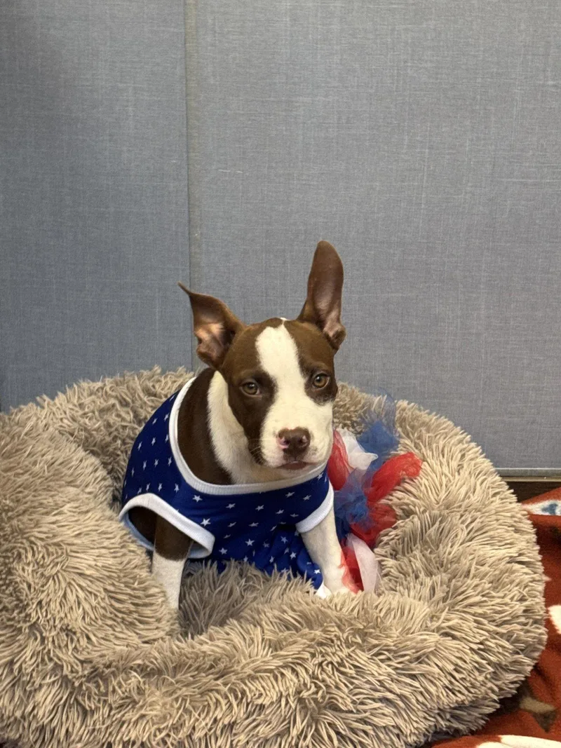 A young medium-sized female Boston Terrier dog named Cookie for adoption in Hilton Head Island, SC