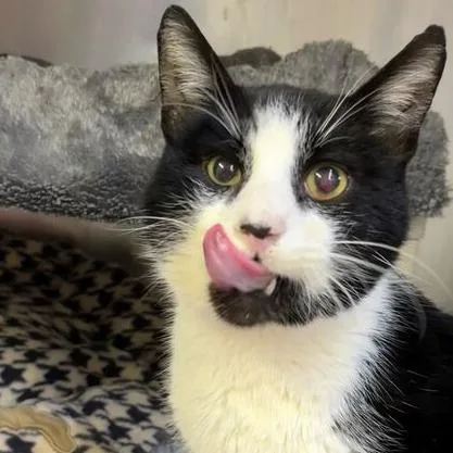 Goatee Pizza thumbnail 2