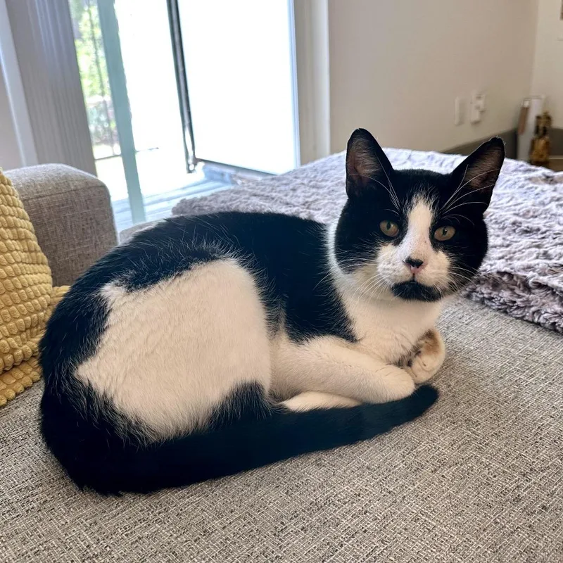 Goatee Pizza thumbnail 3