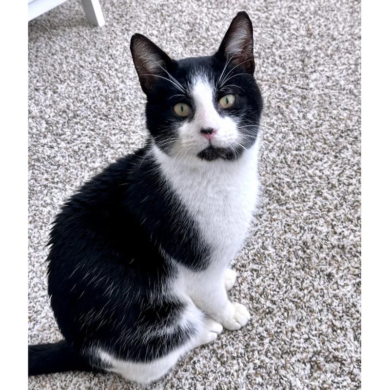 Goatee Pizza thumbnail 4