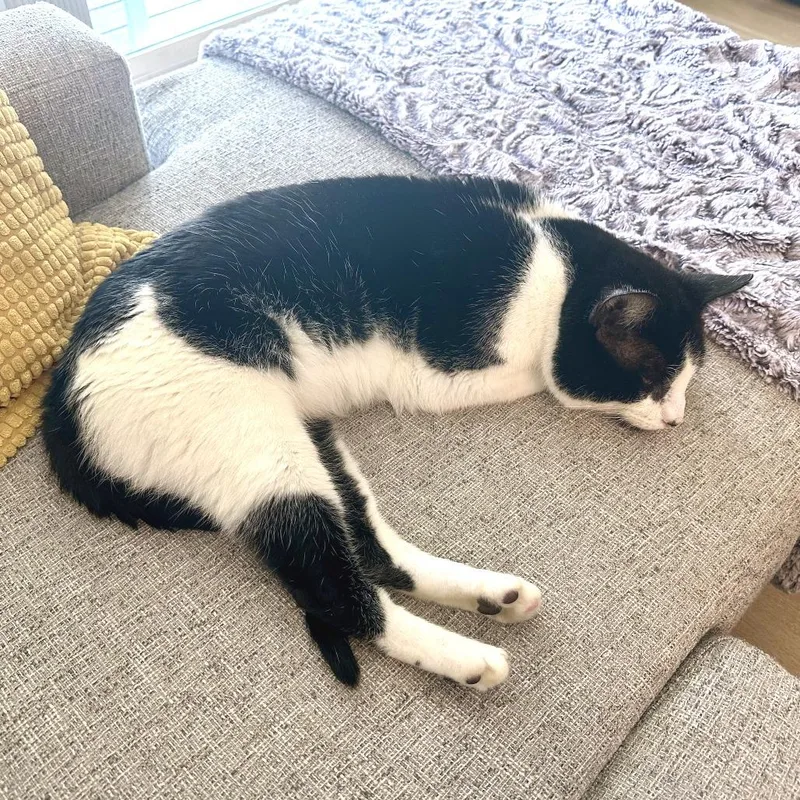 Goatee Pizza thumbnail 5