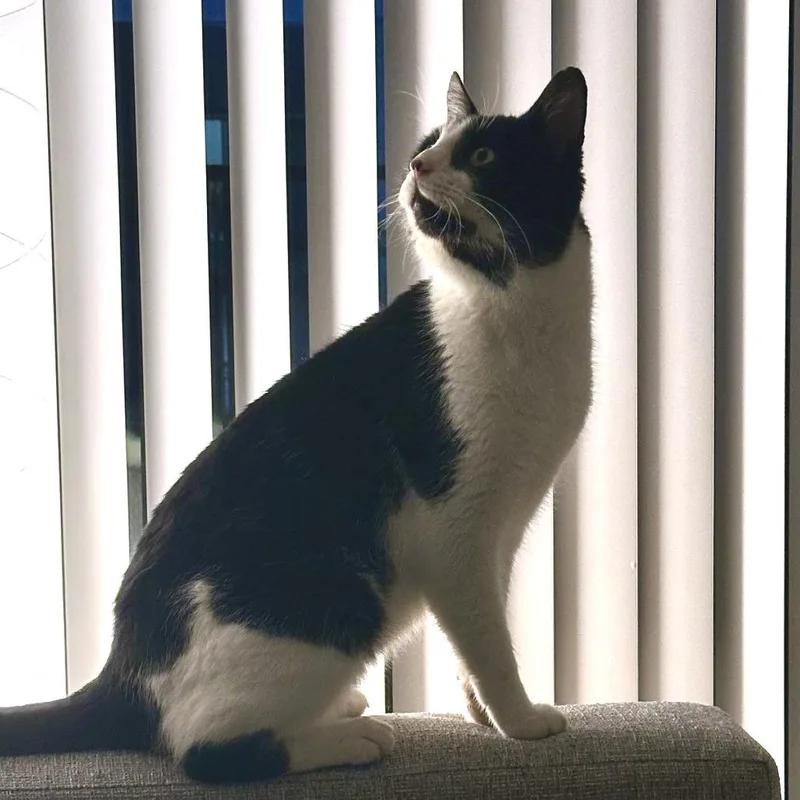 Goatee Pizza thumbnail 6