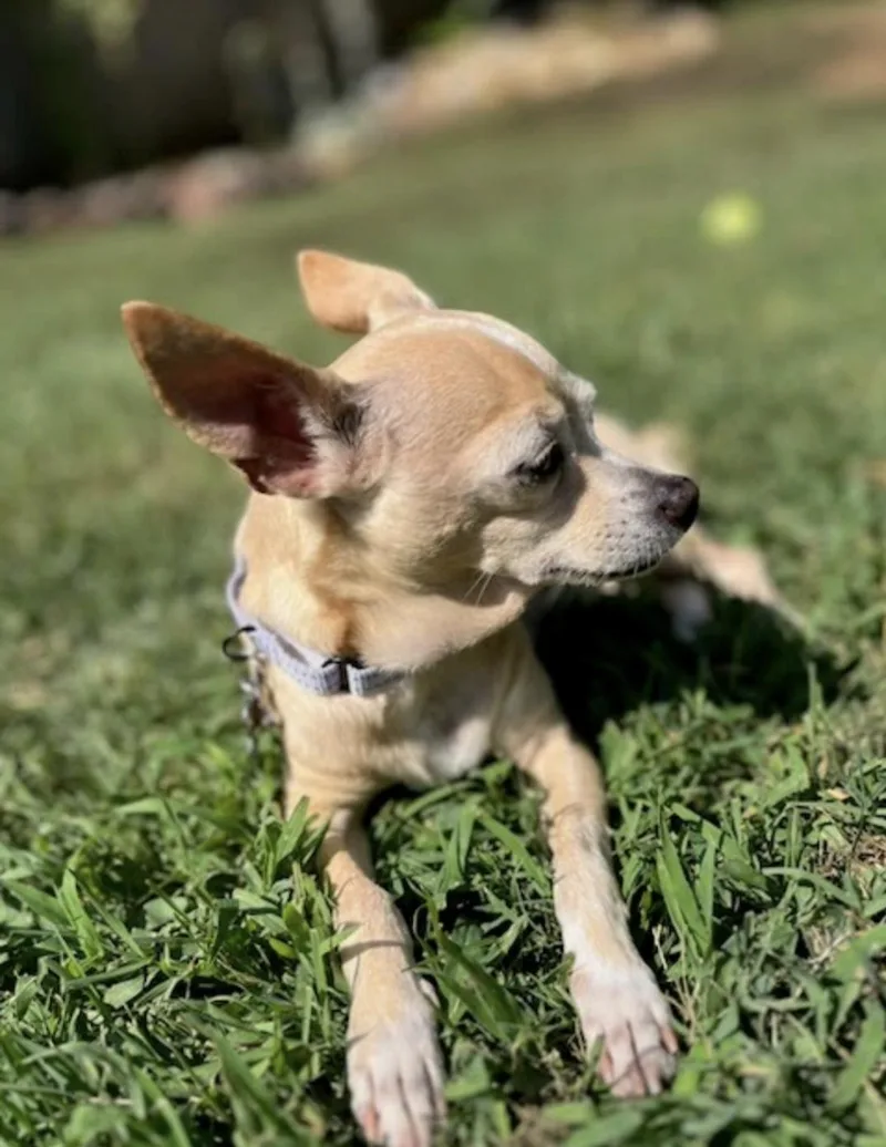 An adult small-sized female Chihuahua dog named Pip for adoption in Knoxville, TN