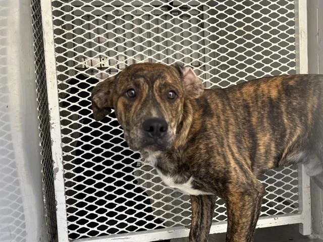 A young medium-sized male Pit Bull Terrier dog named Biggie for adoption in Bakersfield, CA
