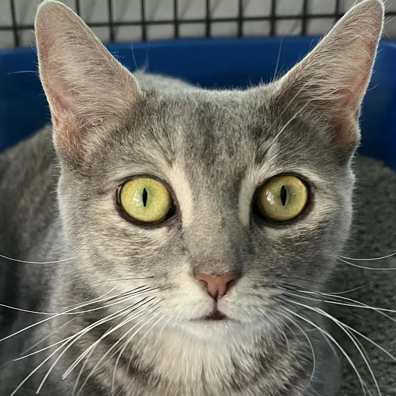 A young small-sized female Gray / Blue / Silver Domestic Short Hair cat named Scribbles for adoption in Sarasota, FL