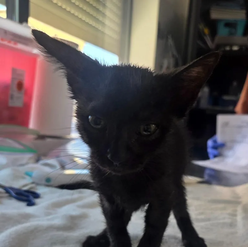 A baby medium-sized female Domestic Short Hair cat named Mermaid for adoption in Peoria, AZ