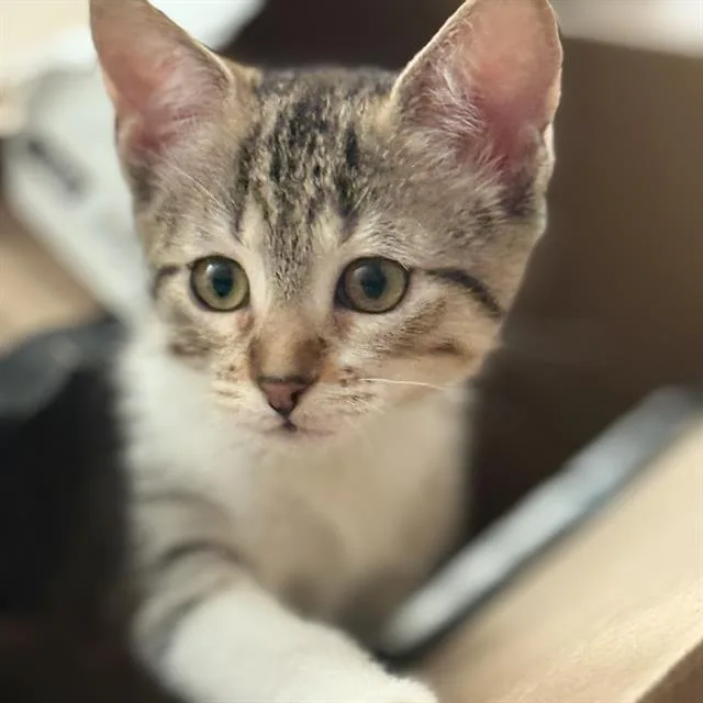A baby small-sized female Domestic Short Hair cat named Tiff for adoption in San Antonio, TX