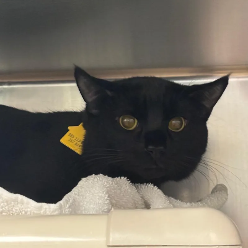 A young large-sized male Domestic Short Hair cat named Dracula for adoption in Springfield, MA