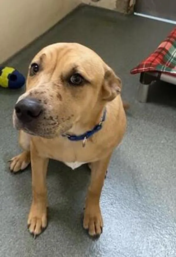A young large-sized female Mastiff dog named Paisley for adoption in Vancouver, WA