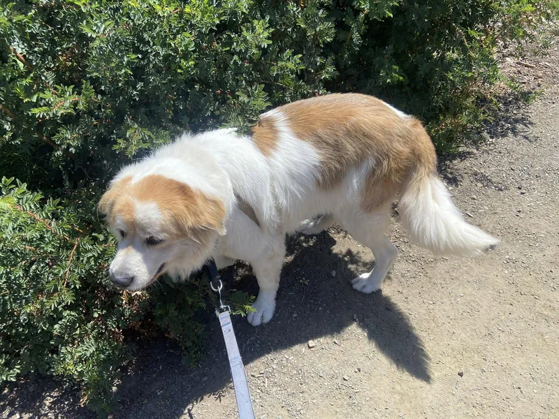 An adult large-sized male Great Pyrenees dog named Finner for adoption in Bend, OR