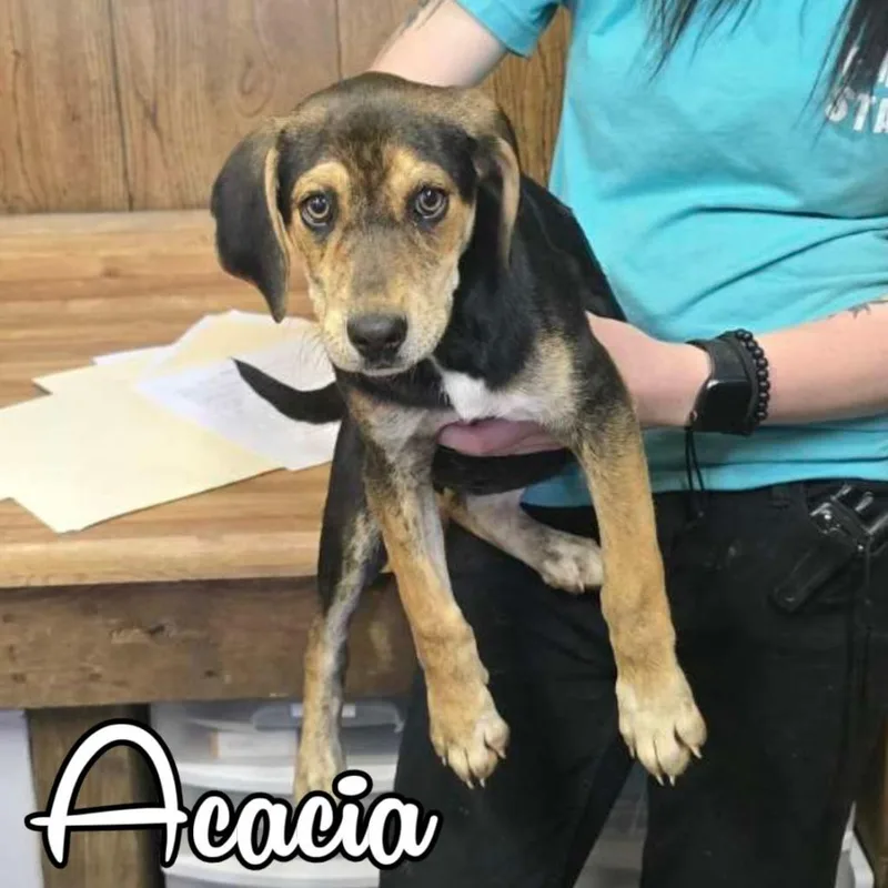 Acacia