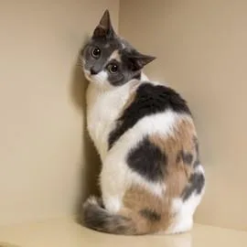 Callie