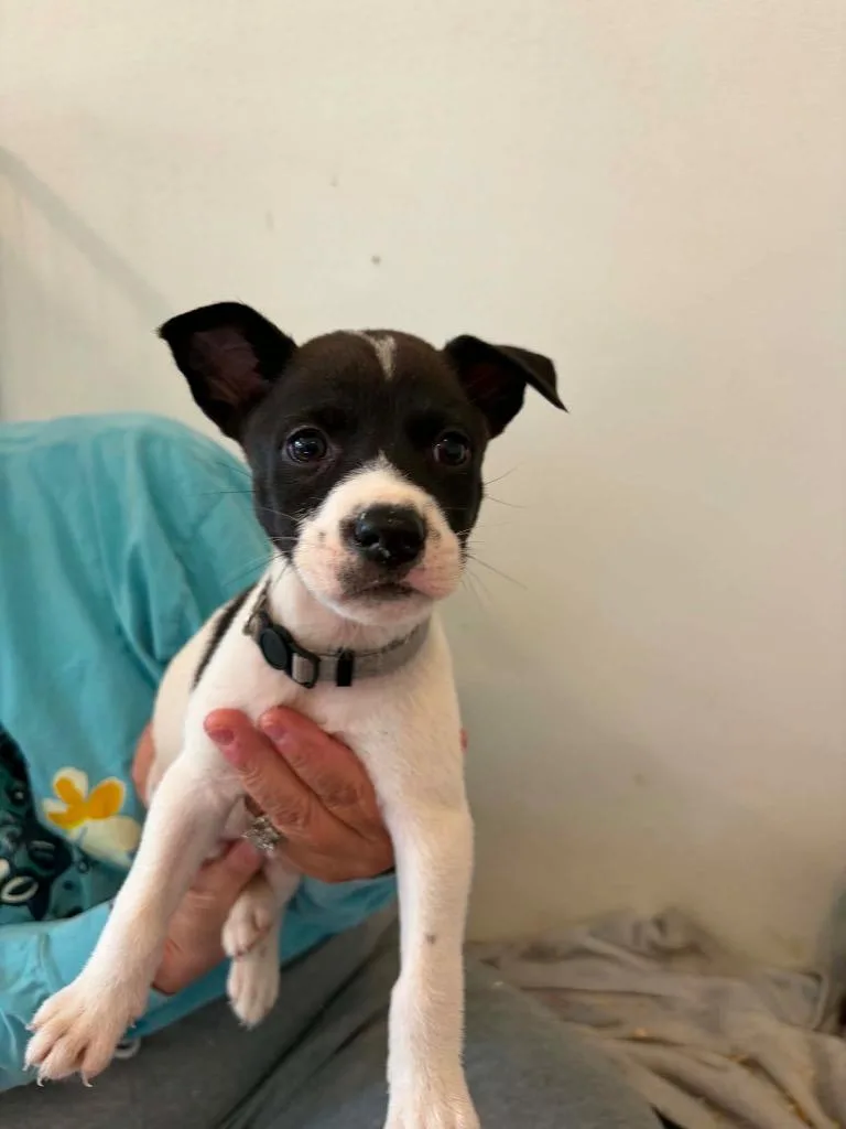 A baby medium-sized male Mixed Breed dog named Risk for adoption in Charlotte, MI