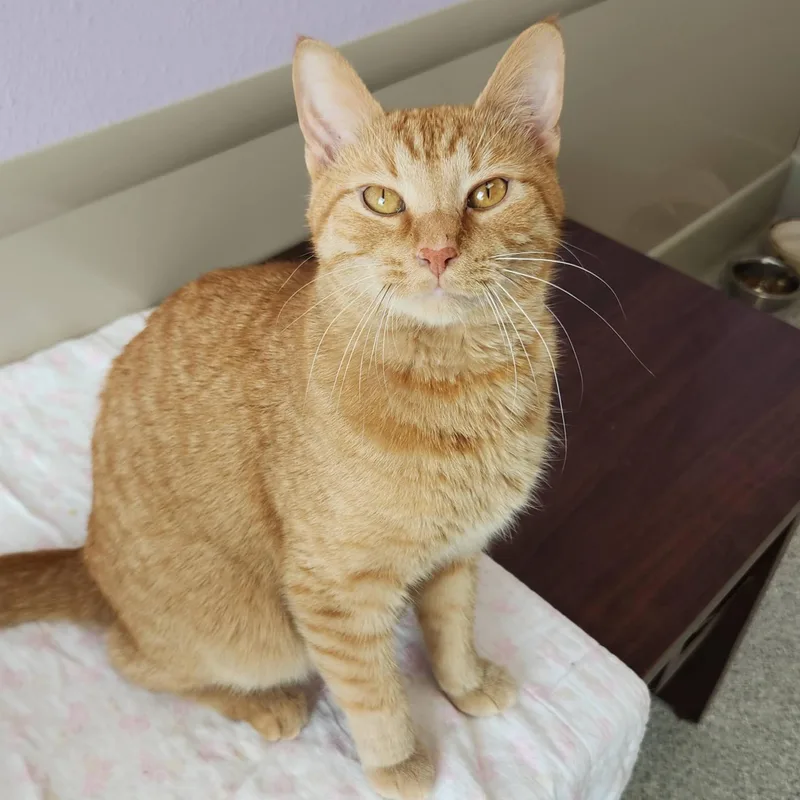An adult medium-sized male Tabby (Orange / Red) Tabby cat named Tony Baloney for adoption in Marshfield, WI
