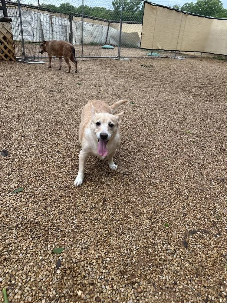 A senior medium-sized female Australian Cattle Dog / Blue Heeler dog named Penny for adoption in Dallas, TX