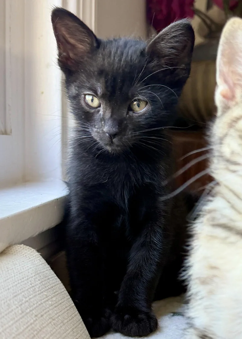 A baby small-sized male Black Domestic Short Hair cat named Macon for adoption in Oakland, CA
