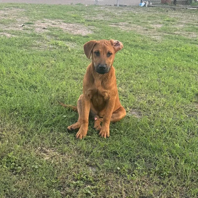A young medium-sized male Brown / Chocolate Shepherd dog named Scooby Doo for adoption in Edinburg, TX