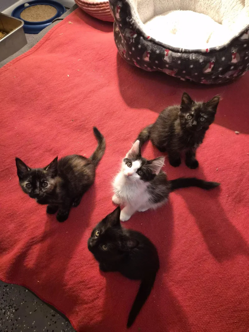 A baby medium-sized male Black Domestic Short Hair cat named Ozzy for adoption in Orlando, FL