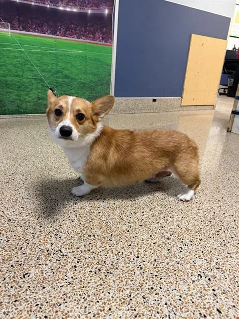 An adult small-sized female Cardigan Welsh Corgi dog named Nadia for adoption in Miami, FL