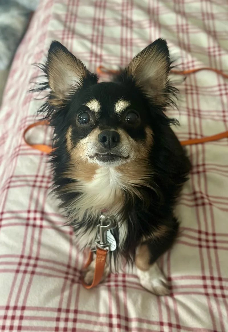 A young small-sized male Bicolor Dachshund (Miniature Long Haired) dog named Sparky for adoption in Bethel, CT