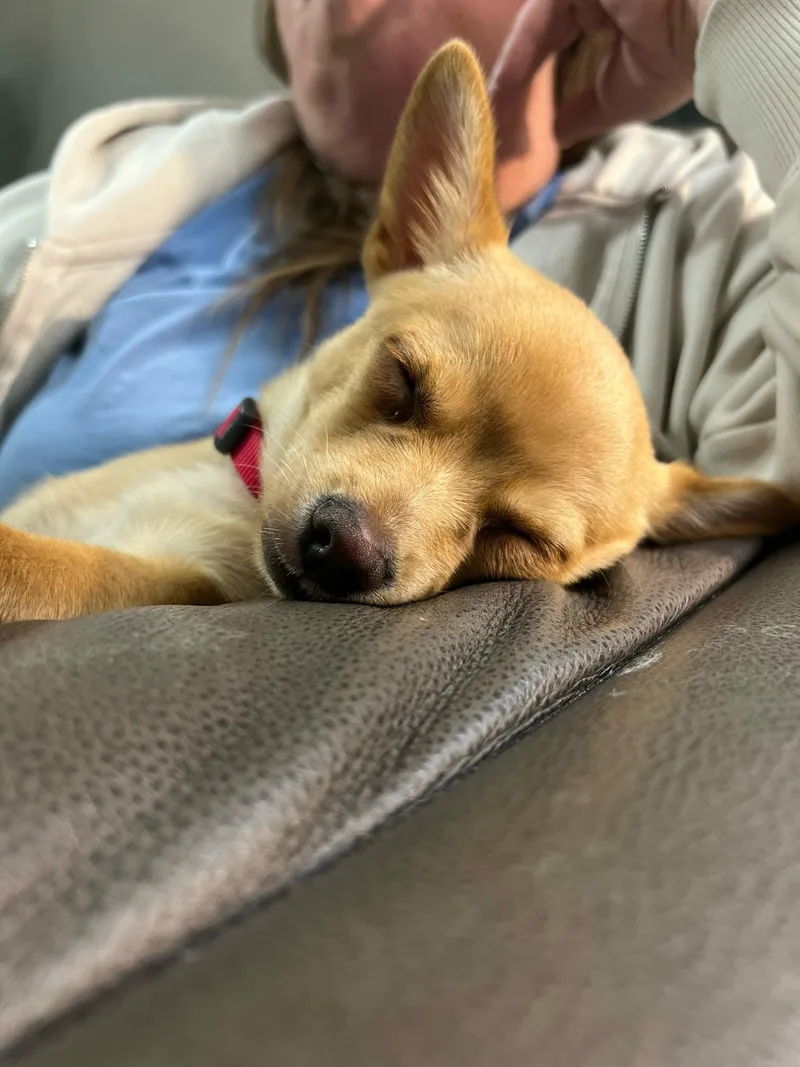 A baby small-sized male Chihuahua dog named Pepe for adoption in De Pere, WI