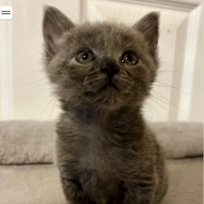 A baby small-sized female Gray / Blue / Silver Domestic Short Hair cat named Gucci for adoption in Layton, UT