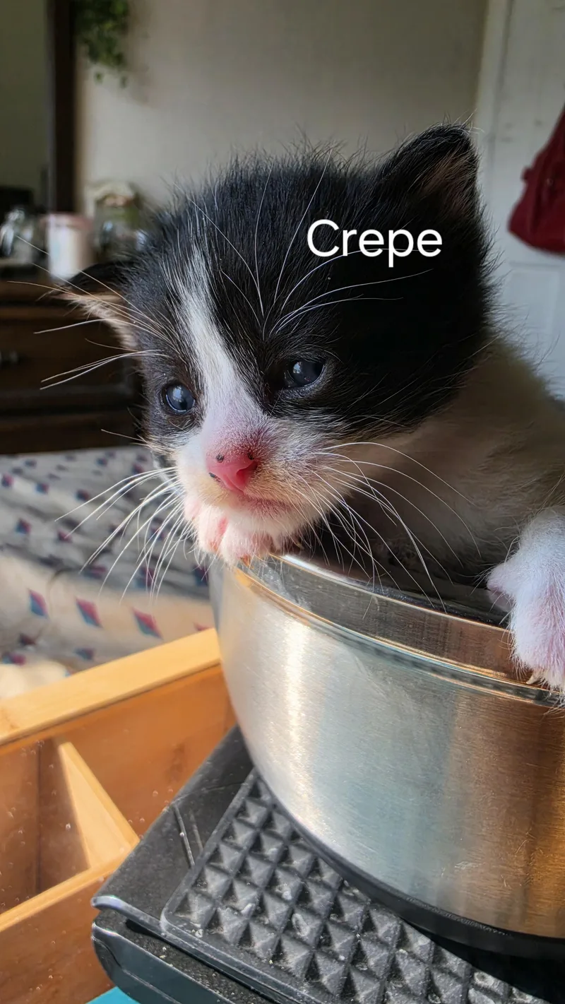 Crepe