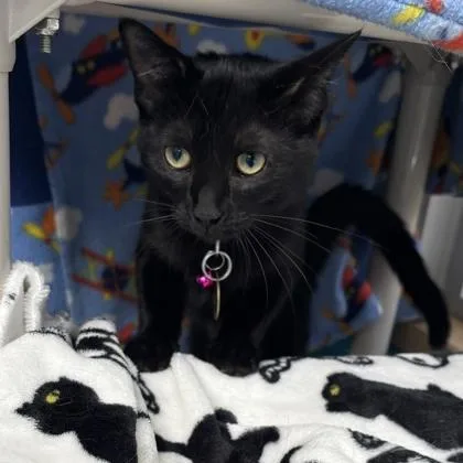 An adult small-sized male Black Domestic Short Hair cat named Deedee for adoption in Lansing, MI